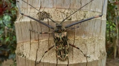 Brazil hosszú lábú harlequin